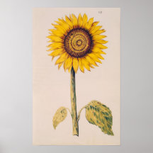 Sunflower or Helianthus Poster