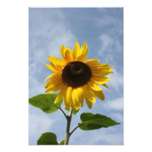Sunflower Photographic Print