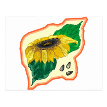 Sunflower Post Card