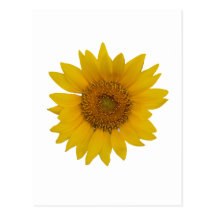 Sunflower Post Card