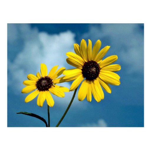 Sunflower Post Cards
