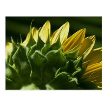 Sunflower Postcard