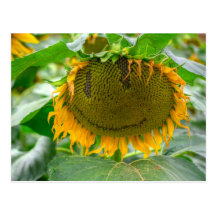 sunflower postcards