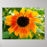 Sunflower - poster