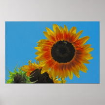 Sunflower Poster