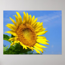 Sunflower Poster