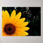 Sunflower Posters
