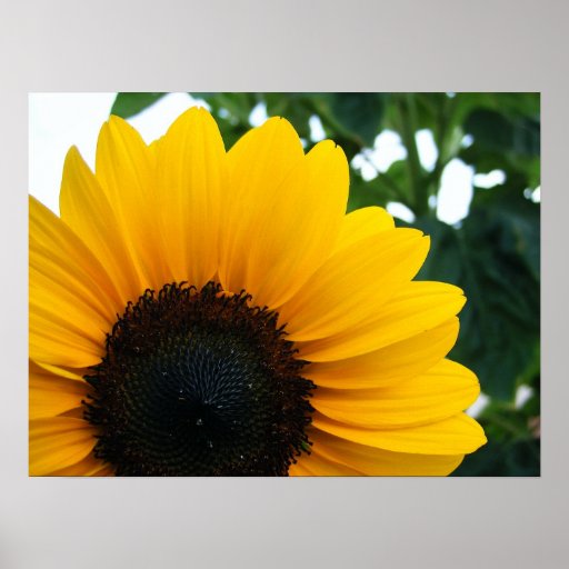 Sunflower Posters