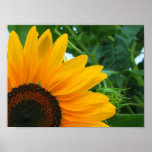 Sunflower Print