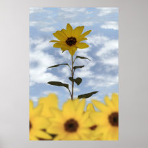 sunflower poster