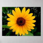 Sunflower Poster