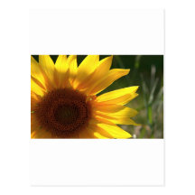Sunflower Power! Postcard