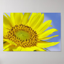 Sunflower Print