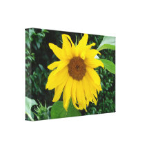 Sunflower Solo Gallery Wrapped Canvas