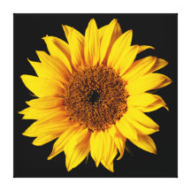 Sunflower Yellow on Black - Customized Sun Flowers Gallery Wrapped Canvas