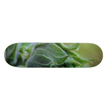 Sunflowers Buds Green Skate Board Decks