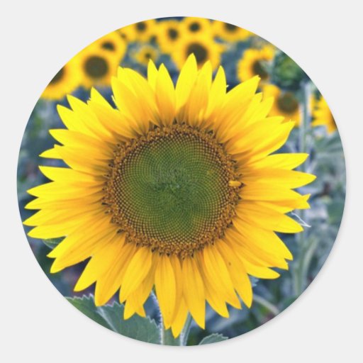 Sunflowers  flowers stickers