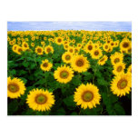 Sunflowers Forever Post Card