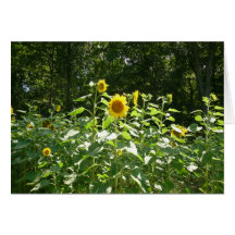 Sunflowers in a meadow Card