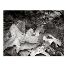 Sunken Trace Still Life Postcards