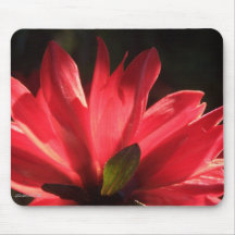 Sunlit Red Dahlia Mousepad