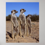 Sunning meerkats - Poster