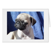sunning pugs greeting cards