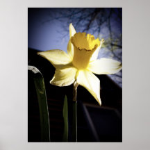 Sunny Daffodil poster