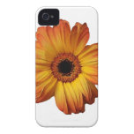 Sunny Orange gerbera flower bloom