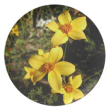 Sunny Yellow Flowers. Bidens. Dinner Plates