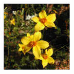 Sunny Yellow Flowers. Bidens. Photo Cut Out