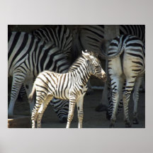 Sunny Zebra Posters