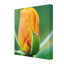 Sunrise Rose: Yellow, Orange, and Red canvas prints