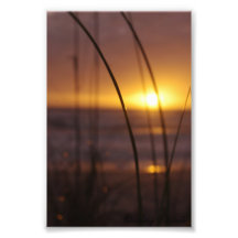 Sunrise through the Grass Photo