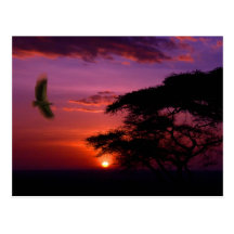 Sunset in Serengeti, Tanzania Post Cards