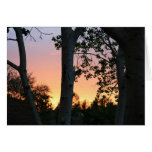 Sunset in the Trees Greeting Cards