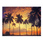 Sunsetpalm Post Cards