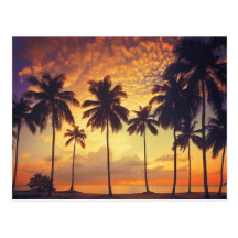 Sunsetpalm Post Cards