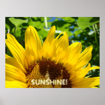 SUNSHINE! art prints Sunflower floral artwork