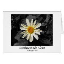 Sunshine in the Alamo (San Antonio, Texas) Cards