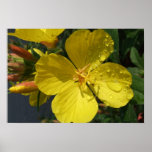 Sunshine on a Rainy Day Poster/Print