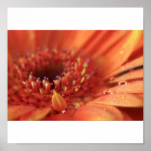 Sunshine Orange Gerbera Print