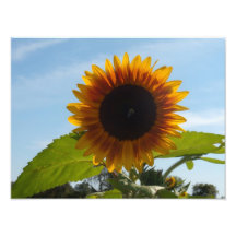 Sunshiny Day Sunflower Photographic Print
