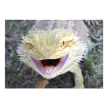 Super Happy Bearded Dragon Personalized Invite