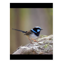 Superb Fairy-wren Post Card