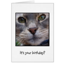 Surprized Cat, It's your birthday? Greeting Card
