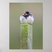 Swallow Chick Print