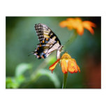 Swallowtail and Tithonia Postcard