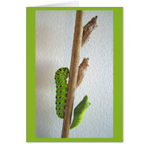 Swallowtail butterfly - card