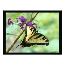 Swallowtail Butterfly Photography Print
